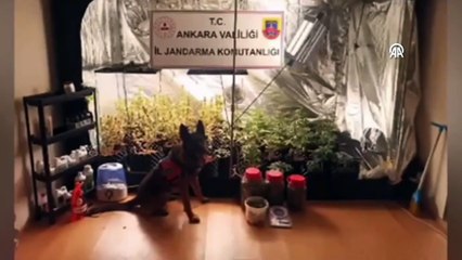 Dev operasyon! 194 gözaltı var