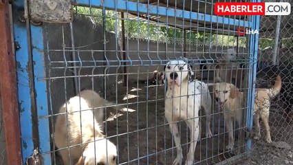 Hevesle alınıp terk edilen cins köpekler yuva arıyor