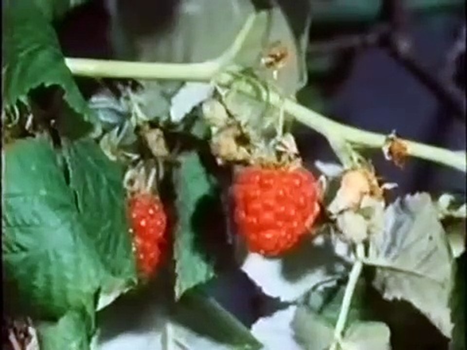 Pusteblume   02   Wie kleine Tiere groß werden Peter und der Siebenschläfer