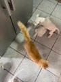 Puppies Chase Cat Around House