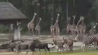 广州暴雨前夕 动物园斑马长颈鹿等狂奔