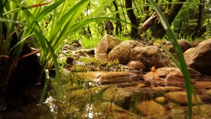 Camping alone, hiking in nature in rainy weather, and fishing. Lying in a hammock by the river