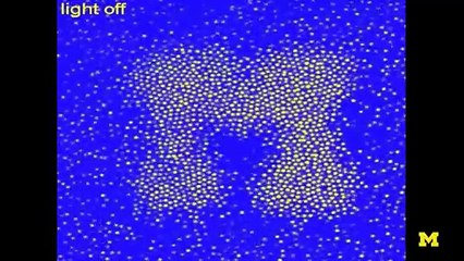 Investigadores desarrollan material de camuflaje