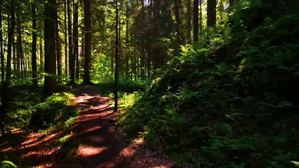 La evolución del televisor y la desaparición del plasma