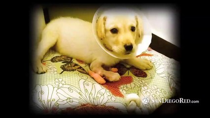 Video: Tijuanense salva perros callejeros