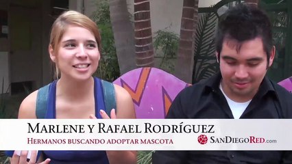 Video: Black Friday para adoptar mascotas