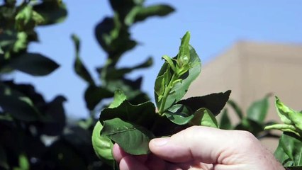 Plaga mortal en árboles cítricos de California