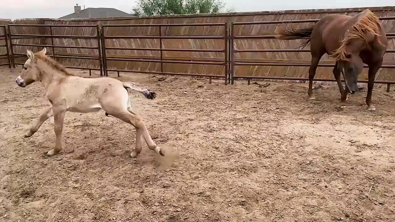 Conoce a Kurt el caballo que clono San Diego Zoo