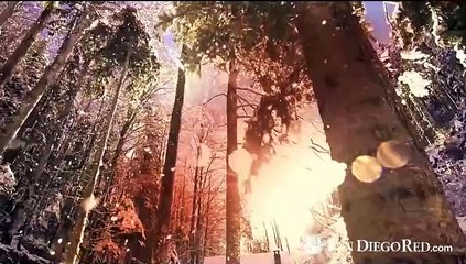 El Significado del Arbolito de Navidad y otros símbolos navideños