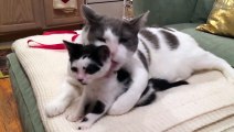 Gato paternal cría a gatitos como suyos