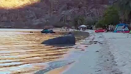 Elefante marino en Mulegé