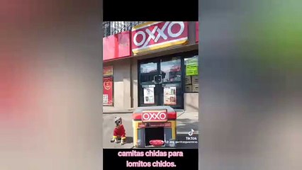 VIDEO: Así es el OXXO exclusivo para perritos