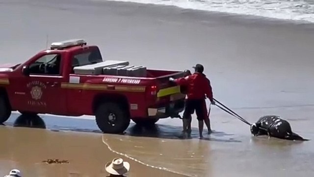 Aparece muerto León Marino en Playas de Tijuana