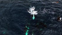 VIDEO: Captan manada de 30 orcas jugando en costas de California, EEUU