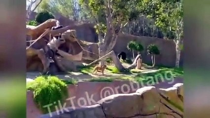 Perro entra al hábitat de gorilas en el Zoológico de San Diego