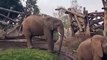 Elefantes jugando resbaladilla en Zoológico de San Diego
