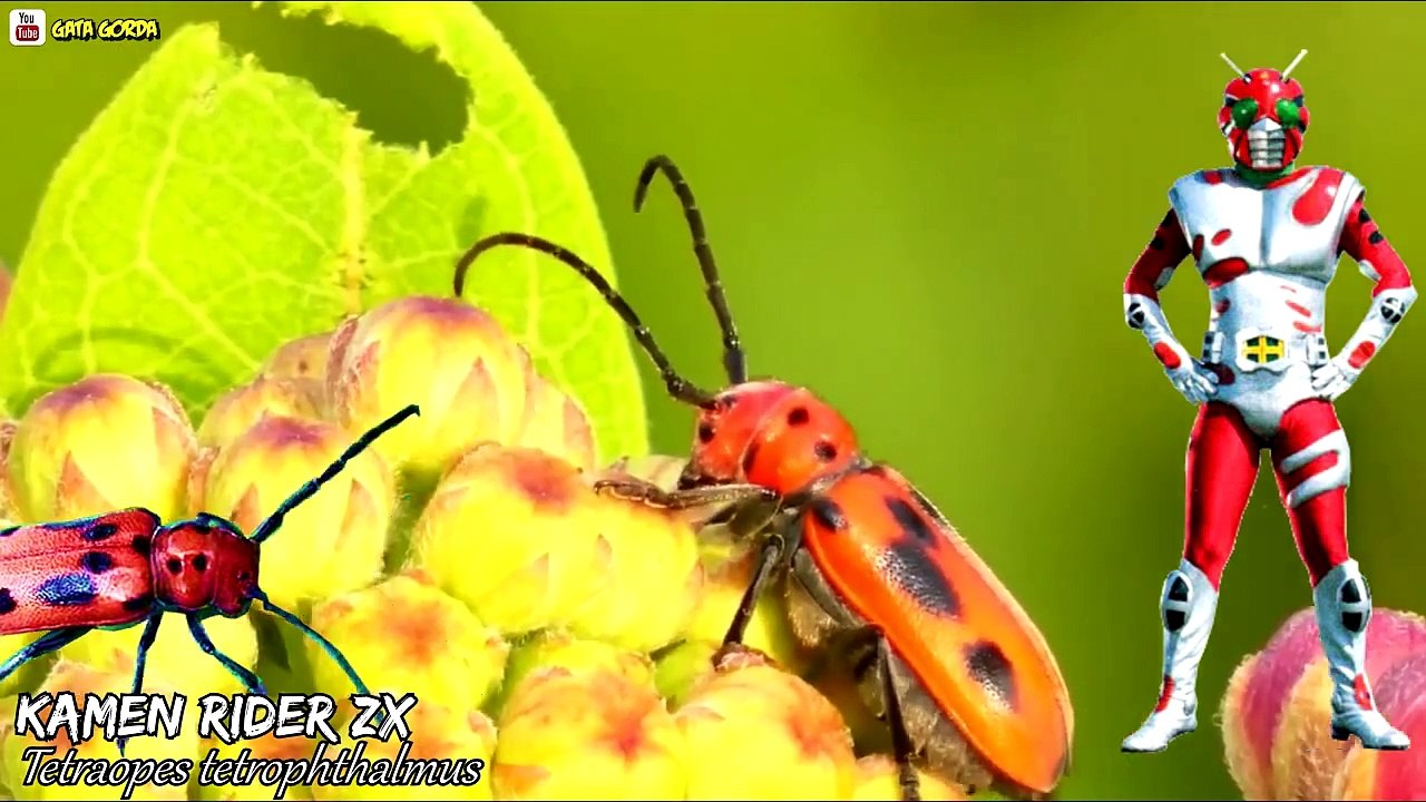 Showa to Heisei All Kamen Rider Insect Motifs 1972 - 2005 _ 仮面ライダー デザイン ...