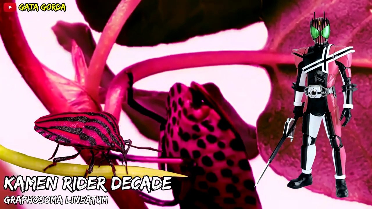 Heisei to Reiwa All Kamen Rider Insect Motifs 2006 - 2022 _ 仮面ライダー　デザインモチーフを一気に