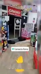 Buscan hogar perritos que se resguardaron en Farmacias Roma durante lluvias