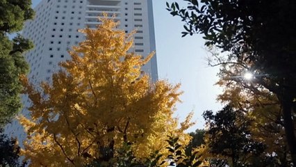 Women fight to be Sumo Wrestlers