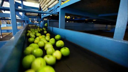 Food Chains Trailer (En Español)