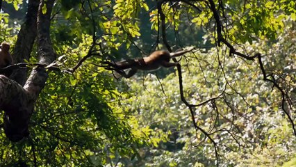 El Reino de los Monos: Tráiler Oficial