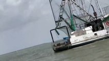 ¡Impresionante! Captan delfines rosados en aguas del Golfo de México