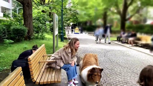 Perros y personas reaccionan a disfraz realista de border collie