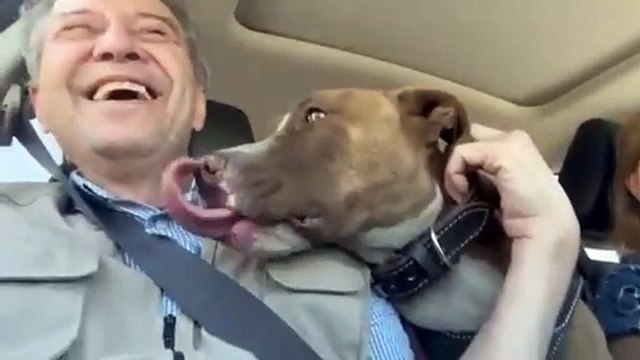 Lucio, el perro que falleció a consecuencia de los cohetes