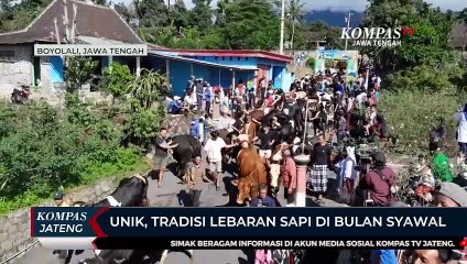 Unik, Tradisi Lebaran Sapi di Bulan Syawal