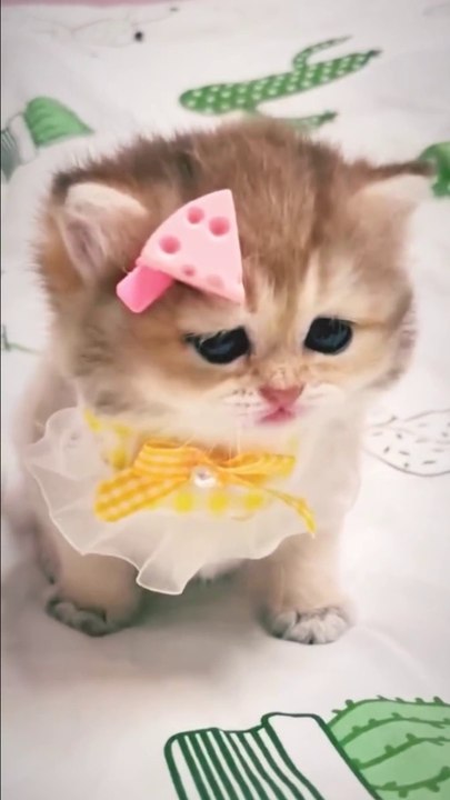 cute kitten meow ☺️