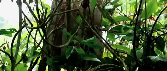 CANÍBALES - The Green Inferno