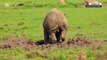 Baby rhino frolics in the sun at UK zoo