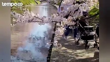 Bikin Turis Indonesia Dikecam, Ini yang Perlu Diketahui dari Pohon Sakura di Jepang