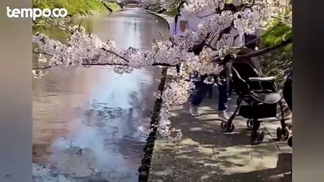 Bikin Turis Indonesia Dikecam, Ini yang Perlu Diketahui dari Pohon Sakura di Jepang