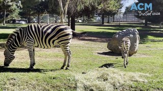 New baby zebra welcomed at National Zoo and Aquarium