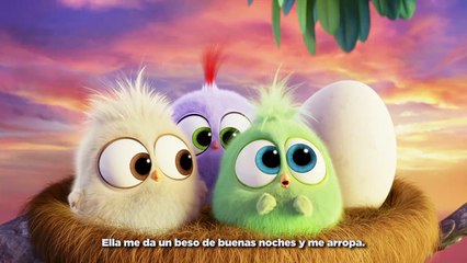 Polluelos Angry Birds