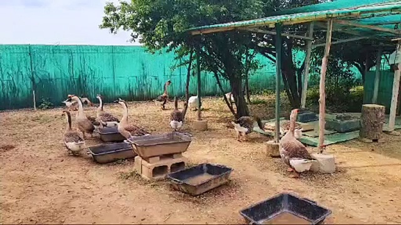 Merate, oche da guardia al posto dei cani: ''Sono meglio dei pastori tedeschi''