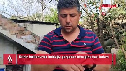 Evinin balkonunda bulduğu gergedan böceğine özel bakım