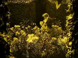 CINE CLUB: Nosferatu (1929) | TOMATAZOS