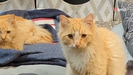 Bienvenue dans un hôtel pour chat où TOUS nos amis félins sont les bienvenus ! 