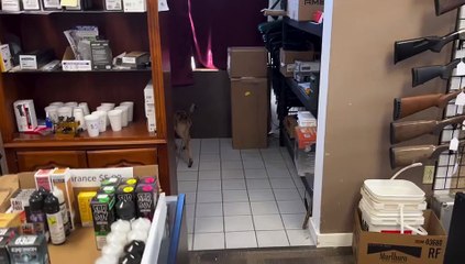 Vitelo, Kade, Loja: Key Locations Overview - thumbnail