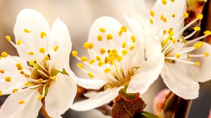 مسلسل باهار الحلقة 11 الحادية عشر مدبلج HD