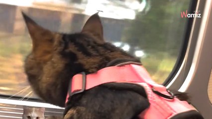 Je suis un chat... 