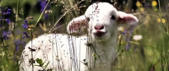 La Casa de Jack - Tráiler oficial subtitulado al español