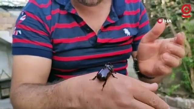 Evinin balkonunda nesli tükenmekte olan gergedan böceği buldu