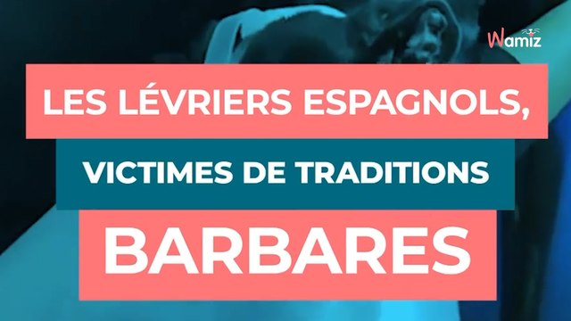 Le 1er février est la Journée Mondiale du galgo, pour rappeler les cruautés infligées par les chasseurs aux lévriers espagnols