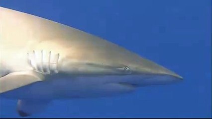 Tiburones 3D - Tráiler oficial