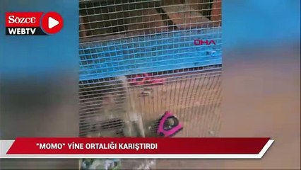 Fatih'te "Momo" yine ortalığı karıştırdı