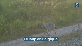 Le loup en Belgique